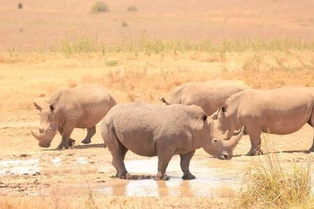 Diwaka Safaris-African Safari Tours | Kenya Safaris & East African Safari Tour Packages