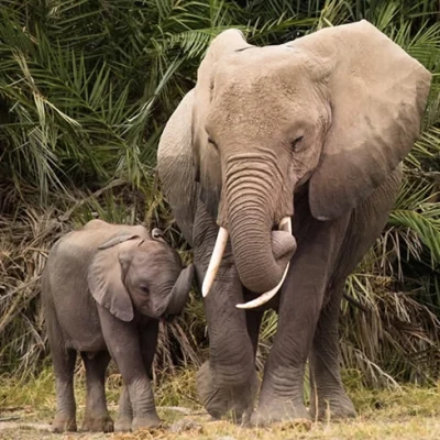 Kenya upmarket safari programs