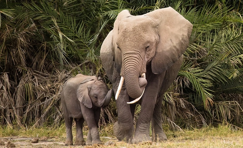 Diwaka Safaris-African Safari Tours | Kenya Safaris & East African Safari Tour Packages