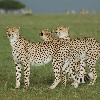 Kenya deluxe safari programs