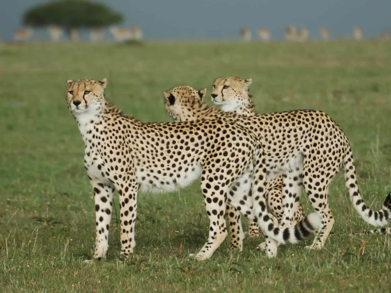 6 Days Kicheche Mara Wilderness Safari