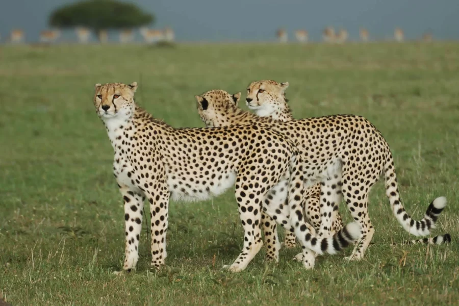 8 Days Safari Chui Kenya