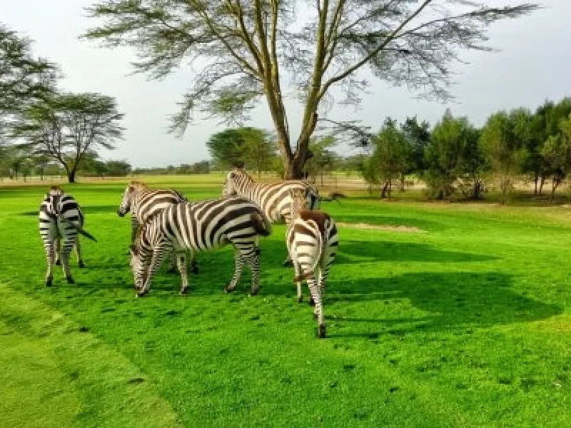 13 Tage Kenia und Uganda Safari