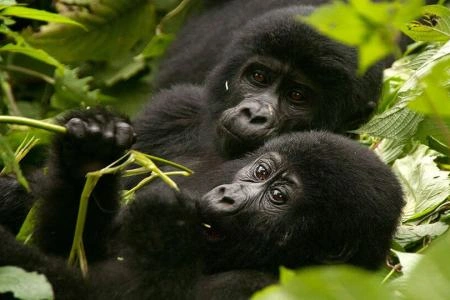 Diwaka Safaris-African Safari Tours | Kenya Safaris & East African Safari Tour Packages