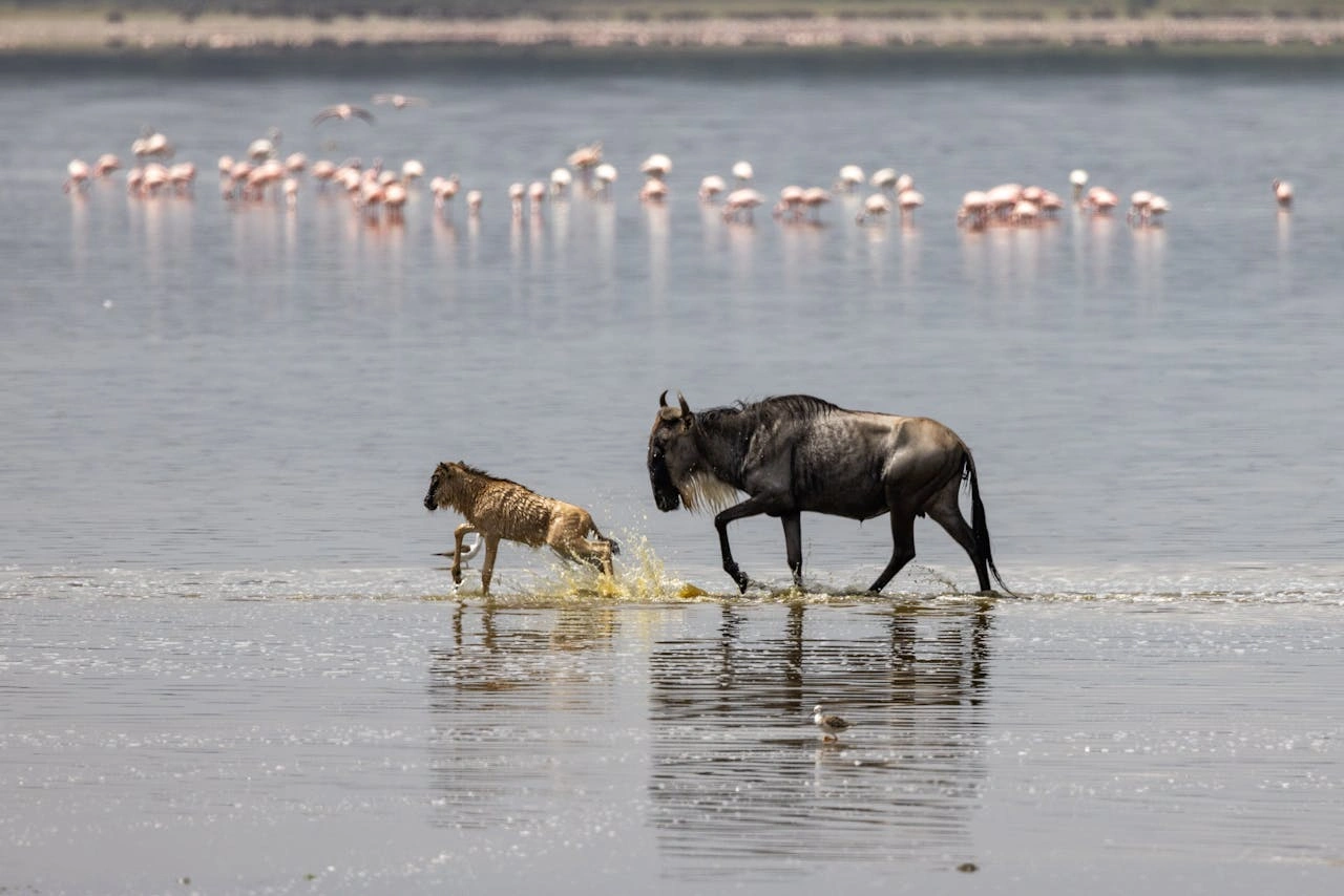 Diwaka Safaris-African Safari Tours | Kenya Safaris & East African Safari Tour Packages