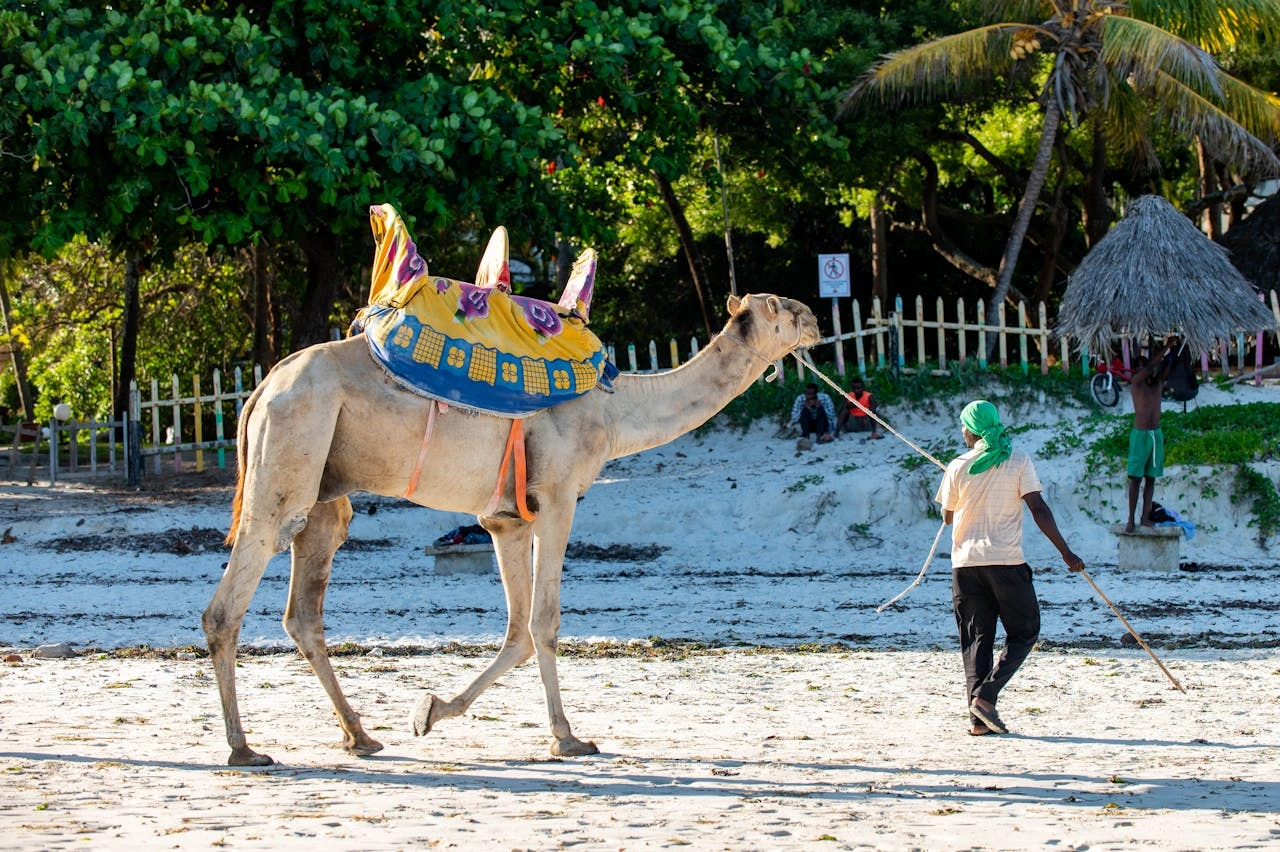 Diwaka Safaris-African Safari Tours | Kenya Safaris & East African Safari Tour Packages