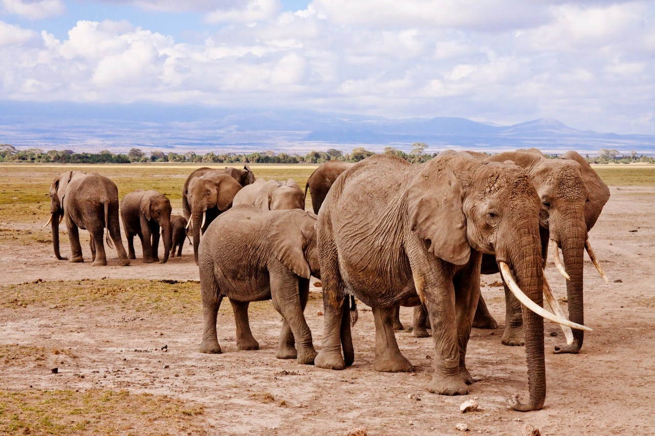 Diwaka Safaris-African Safari Tours | Kenya Safaris & East African Safari Tour Packages