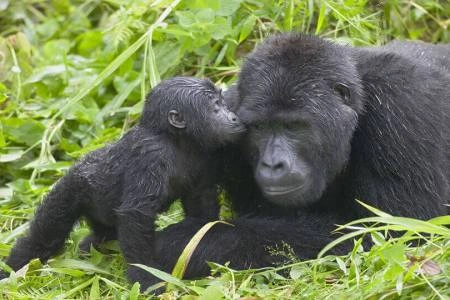 Diwaka Safaris-African Safari Tours | Kenya Safaris & East African Safari Tour Packages