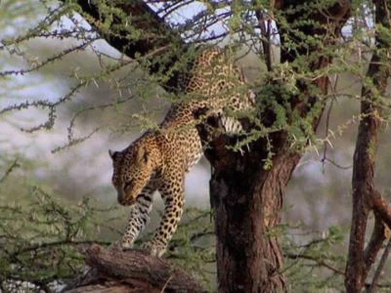 7 Days Cheetah Kenya Safari