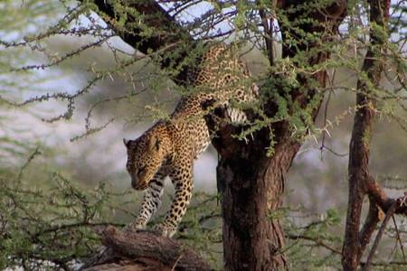 Diwaka Safaris-African Safari Tours | Kenya Safaris & East African Safari Tour Packages