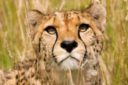 Diwaka Safaris-African Safari Tours | Kenya Safaris & East African Safari Tour Packages