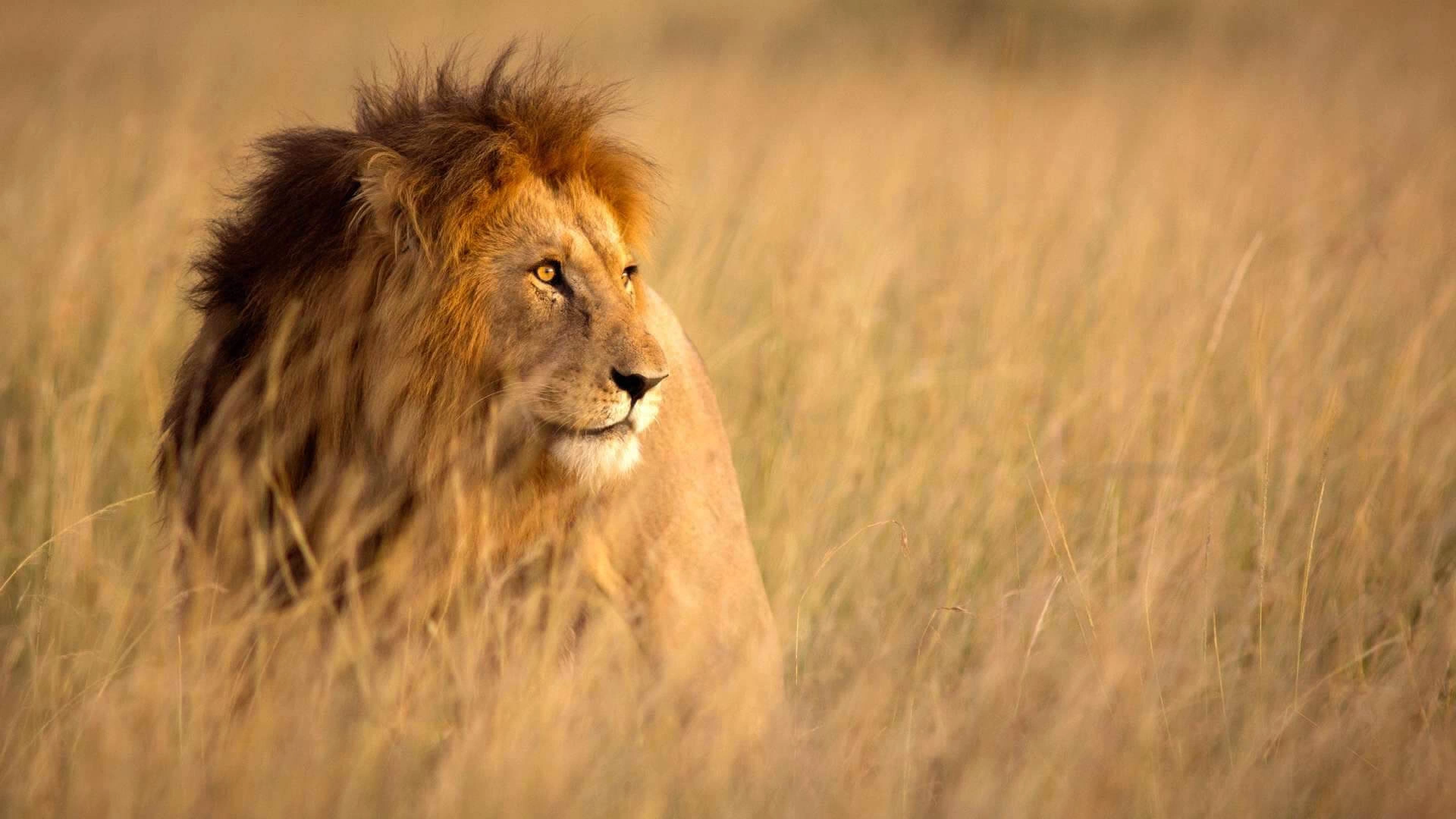 Diwaka Safaris-African Safari Tours | Kenya Safaris & East African Safari Tour Packages