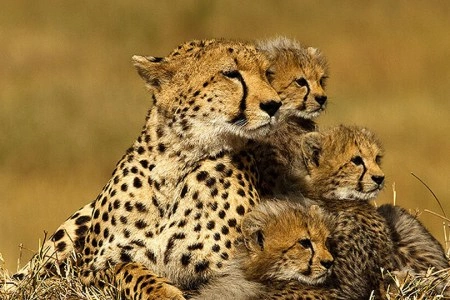 Diwaka Safaris-African Safari Tours | Kenya Safaris & East African Safari Tour Packages
