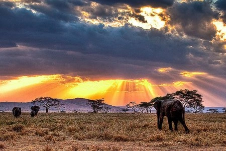 Diwaka Safaris-African Safari Tours | Kenya Safaris & East African Safari Tour Packages