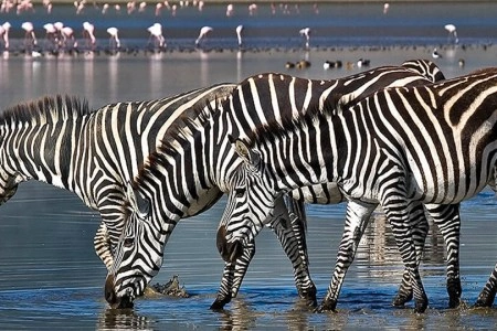 Diwaka Safaris-African Safari Tours | Kenya Safaris & East African Safari Tour Packages