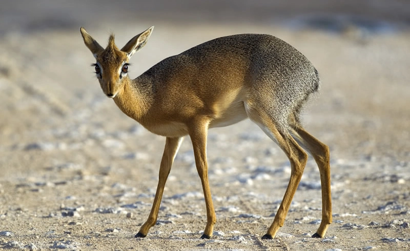 Diwaka Safaris-African Safari Tours | Kenya Safaris & East African Safari Tour Packages