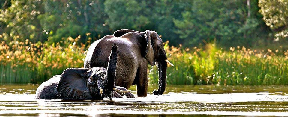 Diwaka Safaris-African Safari Tours | Kenya Safaris & East African Safari Tour Packages