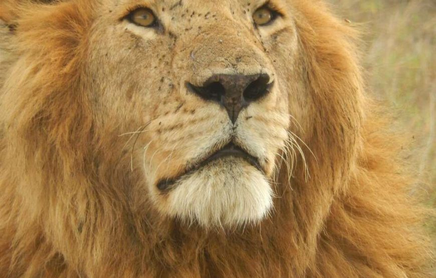 7Days Kenya Wildlife and The Rift Valley Lakes Safari