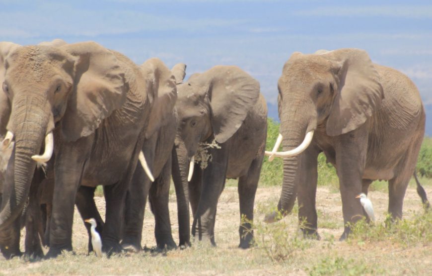 5Days Kenya Wildlife Safari