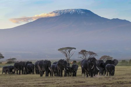 5days kenya wildlife safari - 