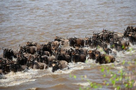 3days masai mara -budget safari - 