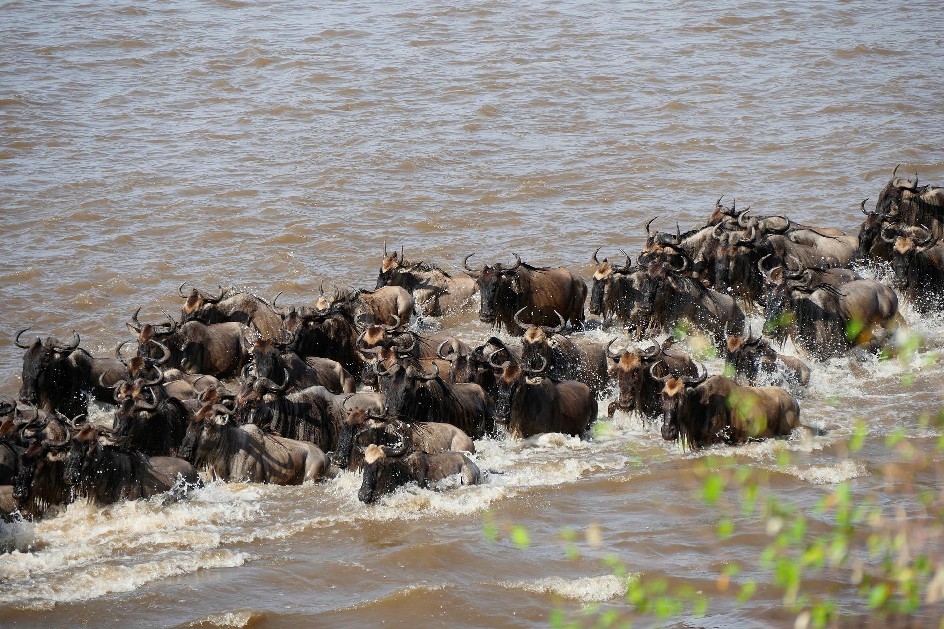 Maasai Mara Game Reserve