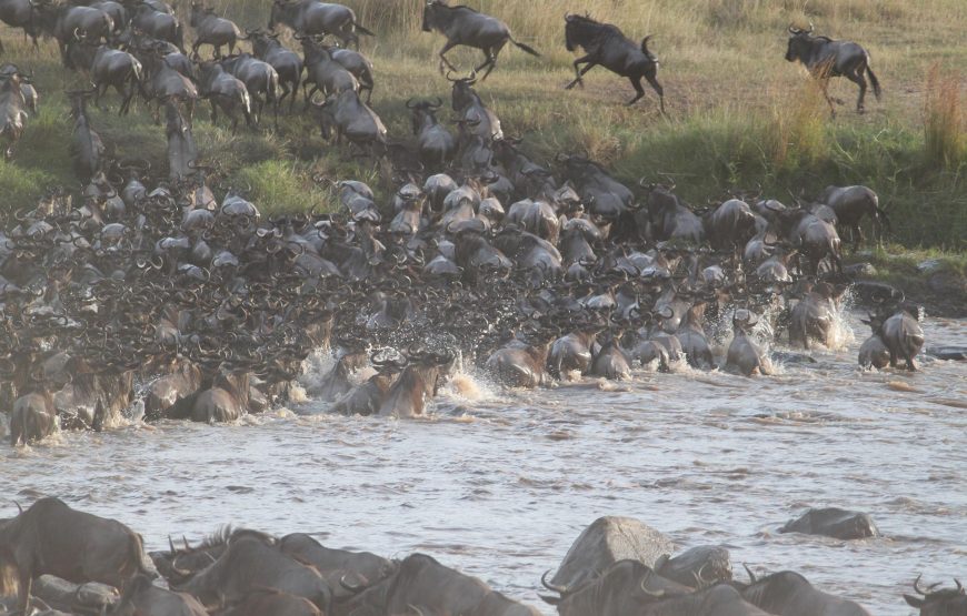 3Days Masai Mara -Budget Safari