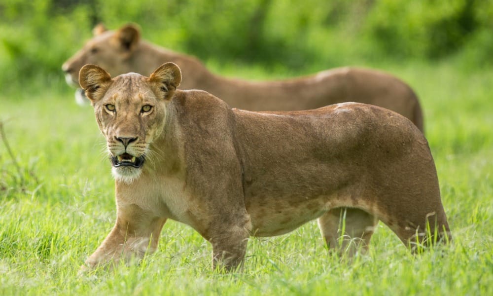 Why Choose The Green Season For A Safari In Masai Mara, Kenya?