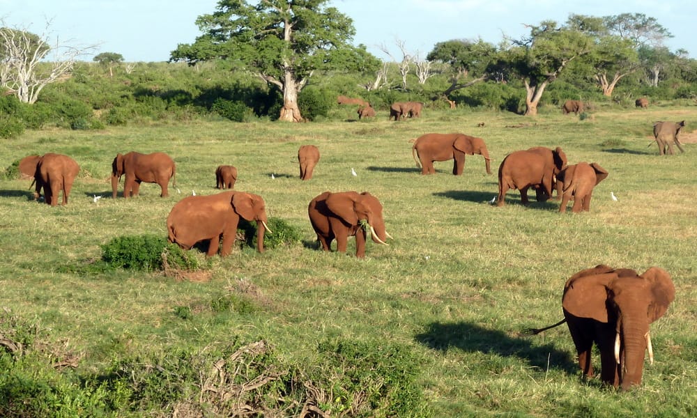 Why Visit Tsavo East And West Beyond The Expected Masai Mara?