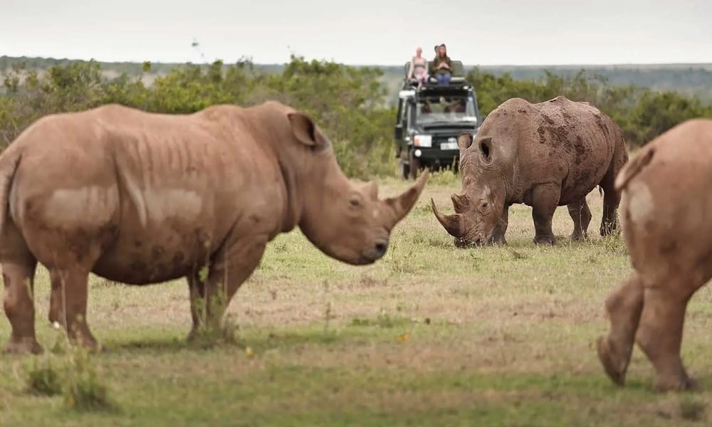 Top 10 Places in Kenya Where You Can Spot Rhinos