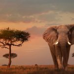 Kanya Safaris