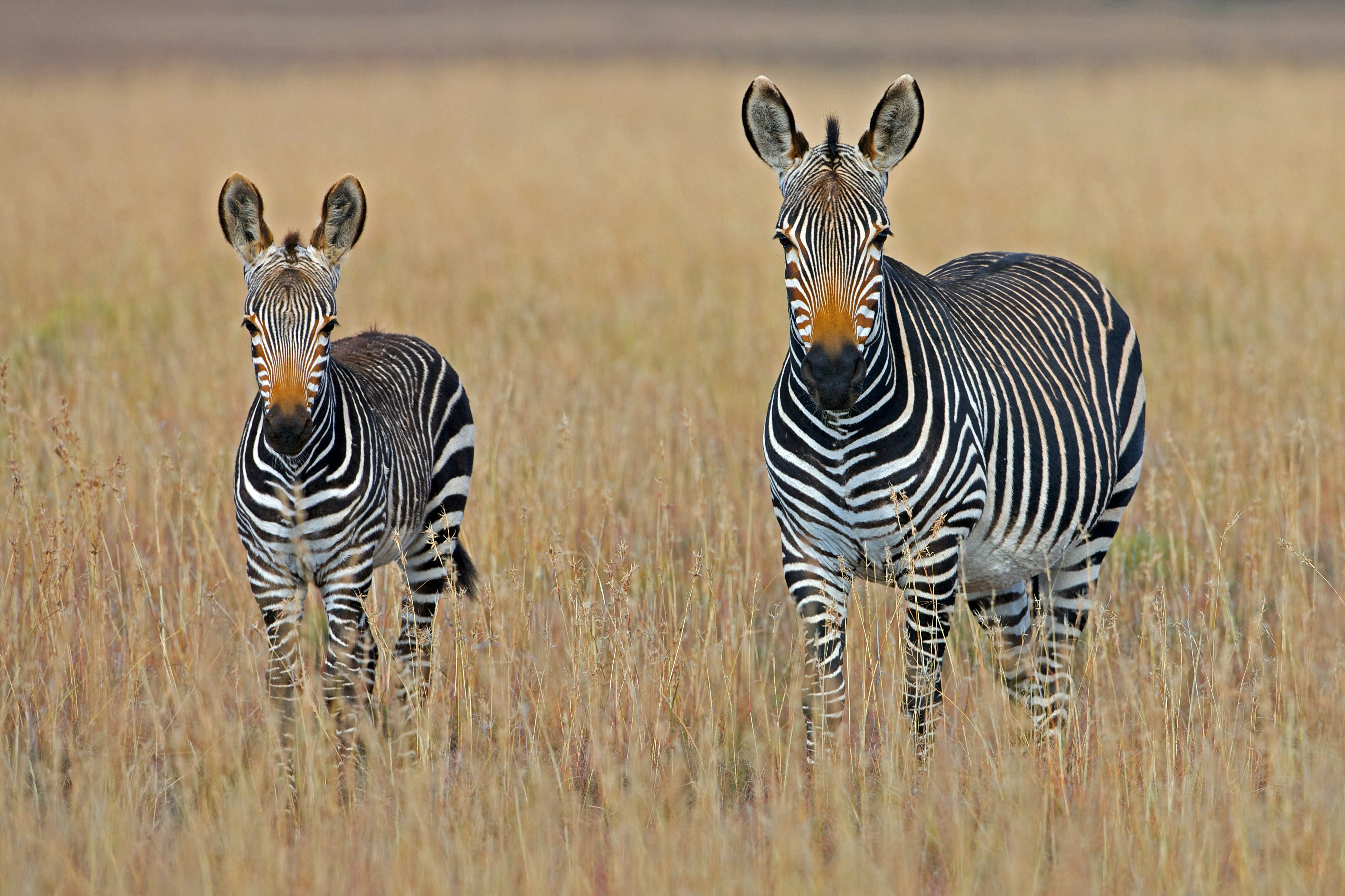 Diwaka Safaris-African Safari Tours | Kenya Safaris & East African Safari Tour Packages