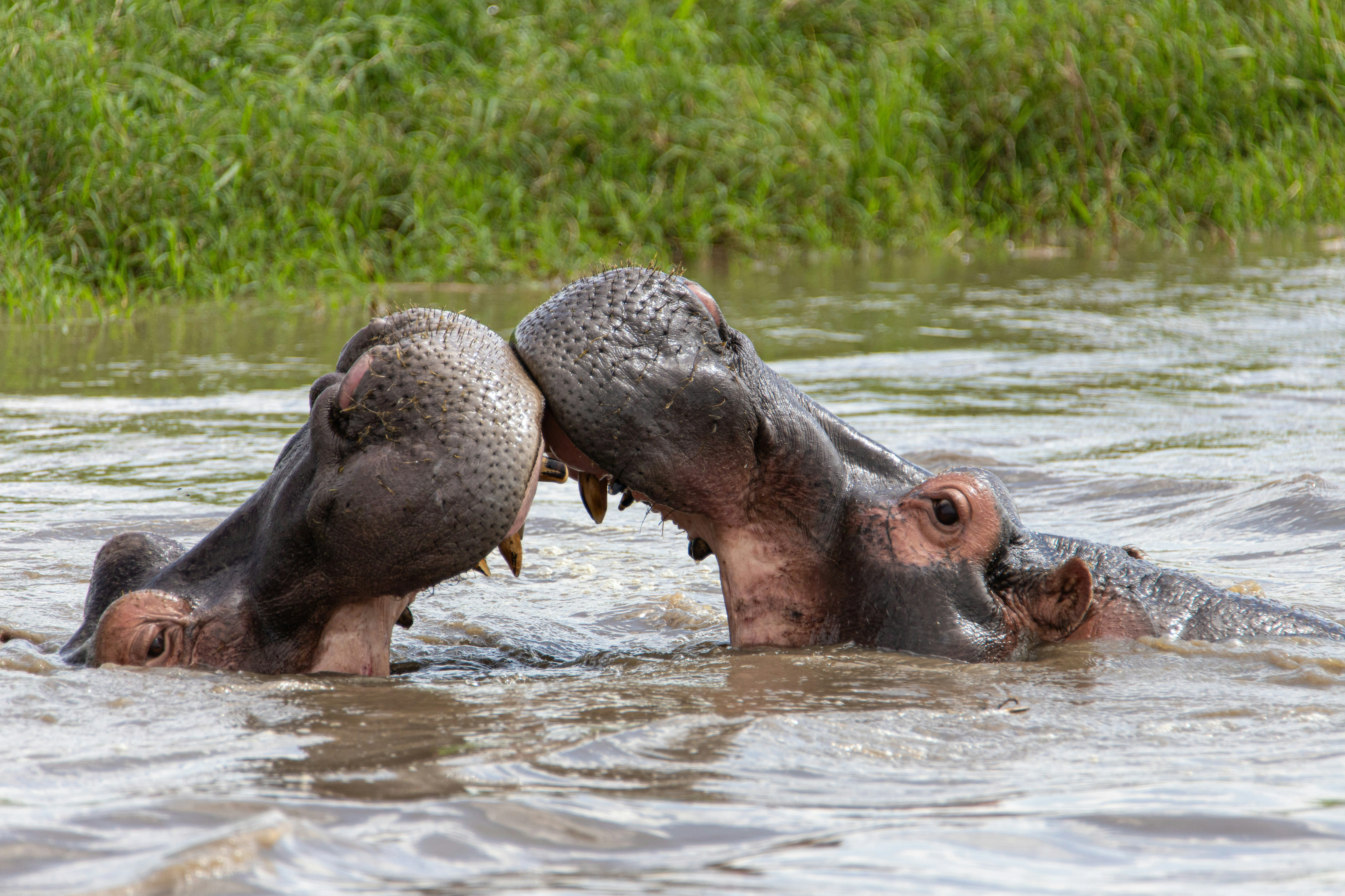 Diwaka Safaris-African Safari Tours | Kenya Safaris & East African Safari Tour Packages