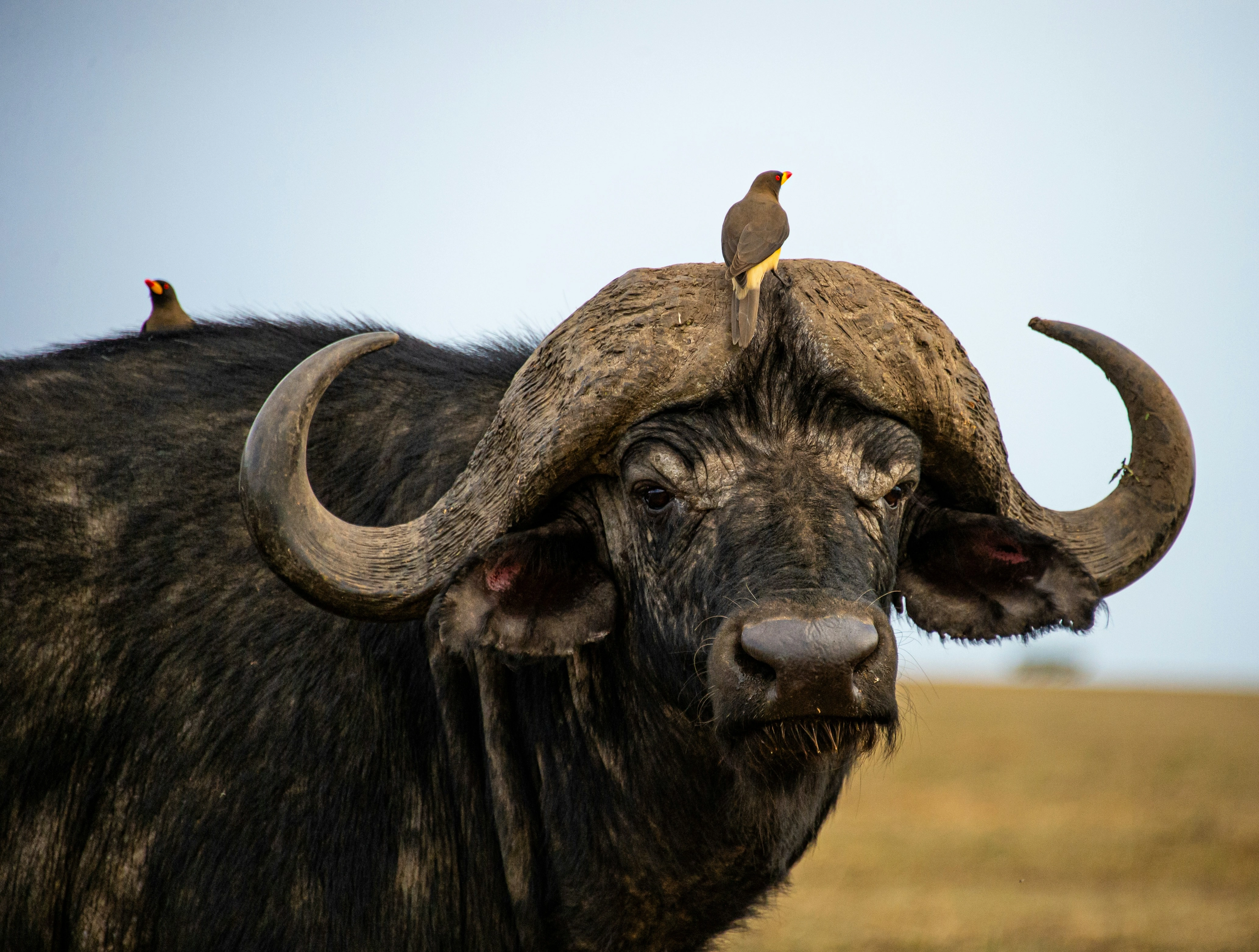 Diwaka Safaris-African Safari Tours | Kenya Safaris & East African Safari Tour Packages