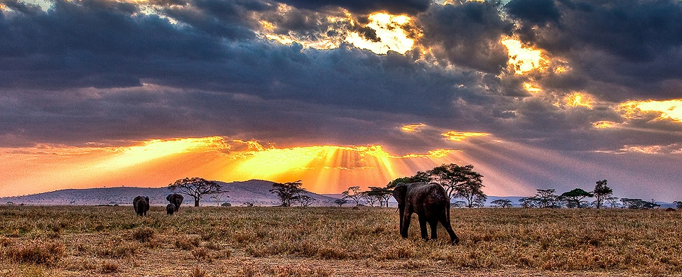 Diwaka Safaris-African Safari Tours | Kenya Safaris & East African Safari Tour Packages