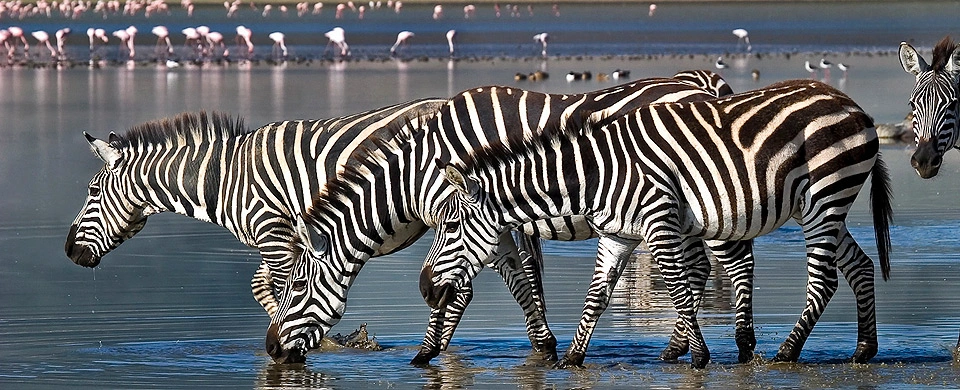 Diwaka Safaris-African Safari Tours | Kenya Safaris & East African Safari Tour Packages