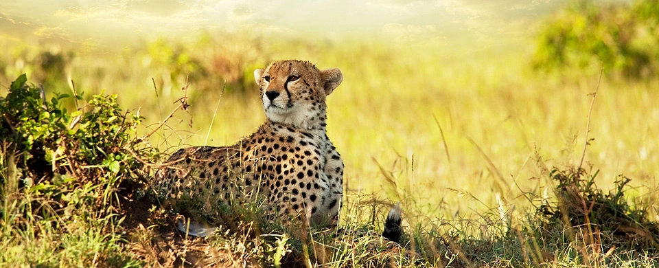 Diwaka Safaris-African Safari Tours | Kenya Safaris & East African Safari Tour Packages
