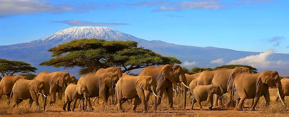 Diwaka Safaris-African Safari Tours | Kenya Safaris & East African Safari Tour Packages