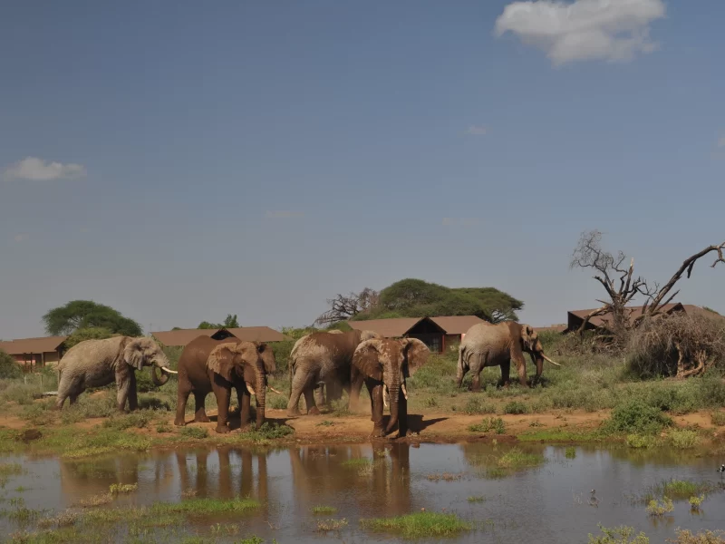 6 Days Great Rift Valley Maasai Mara Safari