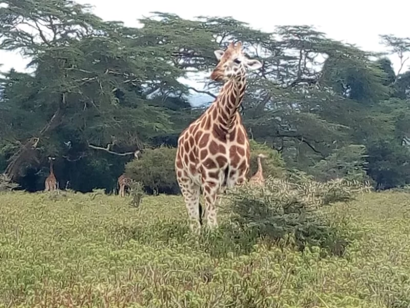 8 Days Samburu, Lake Baringo,& Maasai Mara Safari