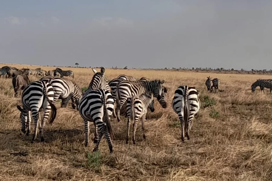 3 days masai mara budget safari
