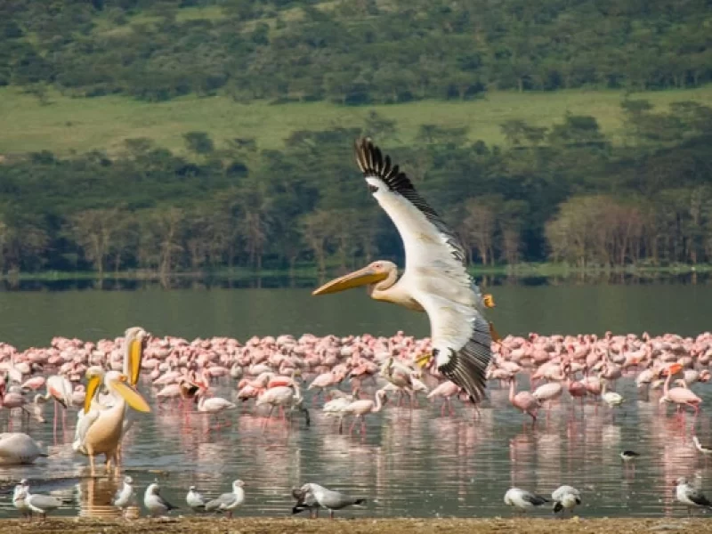 8 Days Kenya Great Lakes Safari