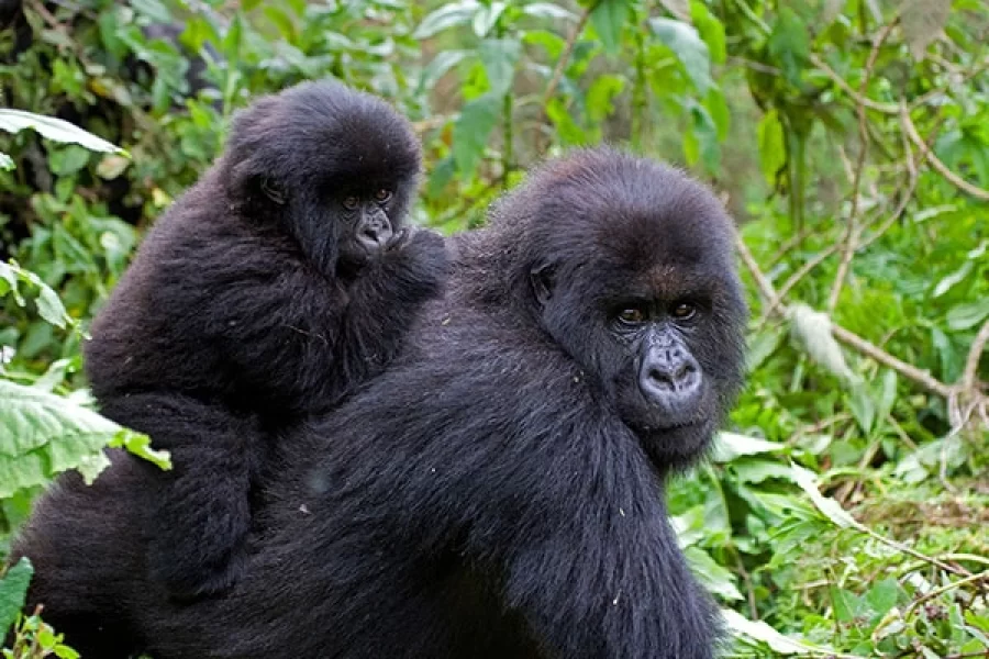 Uganda deluxe safari programs