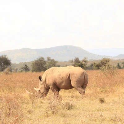 Kenya budget safari programs