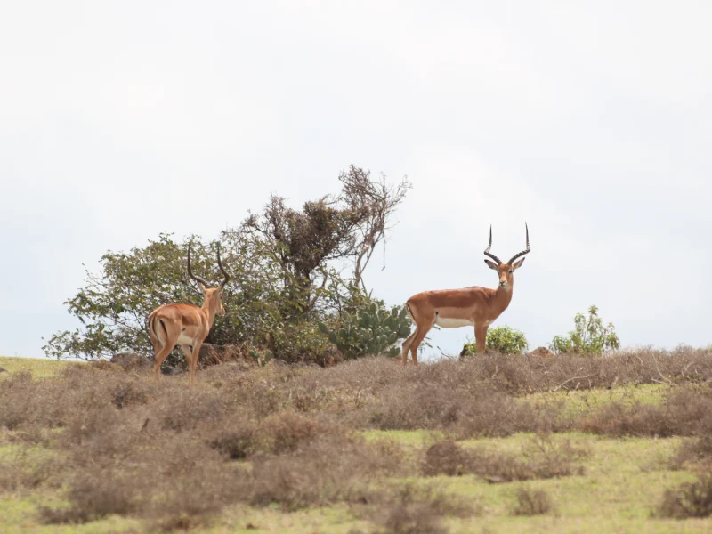 Safari di lusso in Tanzania di 7 giorni