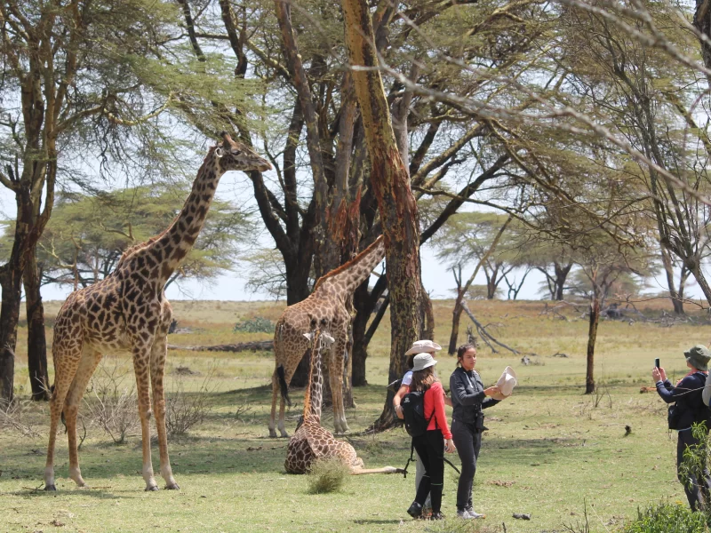 masai mara and serengeti