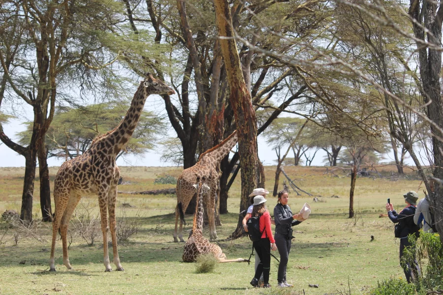 masai mara and serengeti