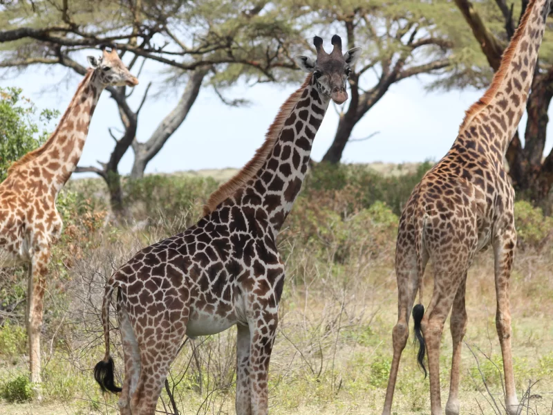 6 giorni Tanzania oltre il safari