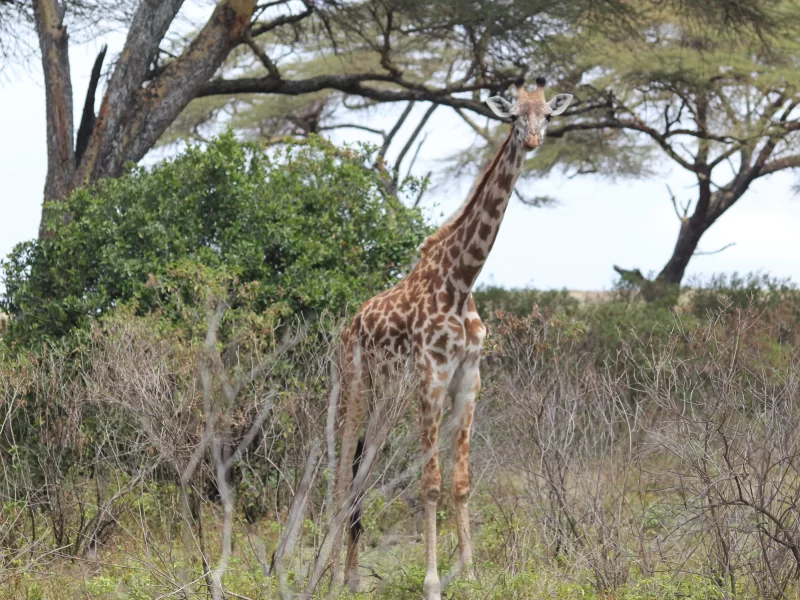 Kenya & Tanzania Safari (13 Days)