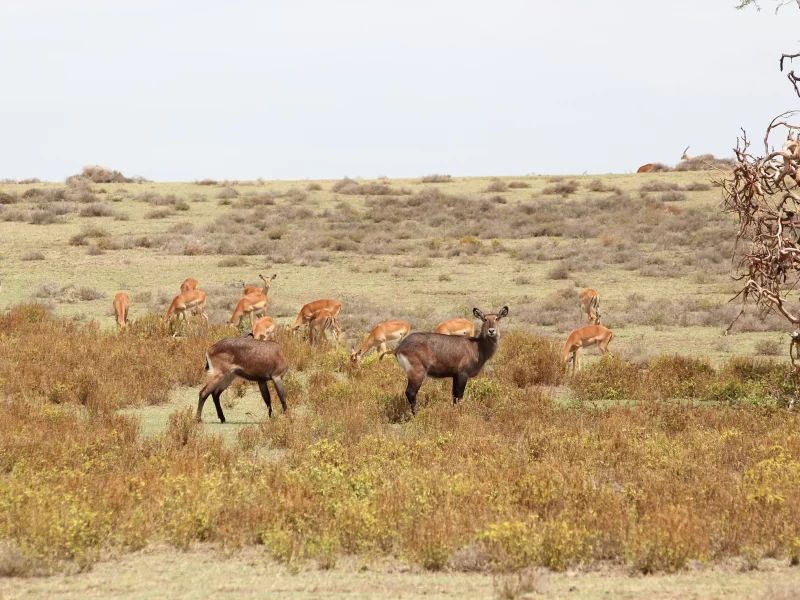 Safari Sambia und Botswana